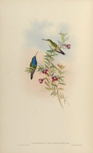 Sapphironia caeruleogularis de John Gould